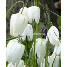 Фритилария Meleagris Alba - 1бр - sortovisemena.bg Фритилария Meleagris Alba - 1бр