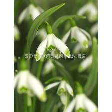 Кокиче /Galanthus 'S. Arnott'/ 1 бр