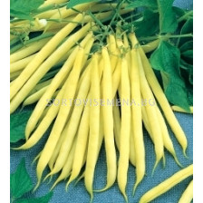 Семена фасул Рокуенкорт (жълт, нисък, кръгъл) - beans Roquencort (yellow, short, round)