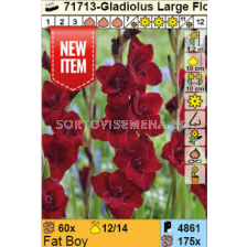 Гладиол Fat Boy/ Gladiolus - 1 брой