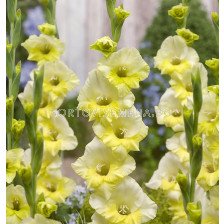 Гладиол /Gladiolus  'Banana Ice' /1 бр