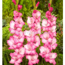 Гладиол/ Gladiolus large-flowered  'Fado' 12/14 - 1 бр.