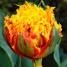 Лале Double Fringed Crispion Beauty 1 бр