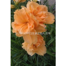 Хемерокалис / Hemerocallis Hemerocallis Double Dream / 1 бр