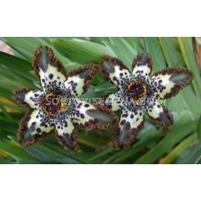 Ферария Къдрава (Ferraria crispa)