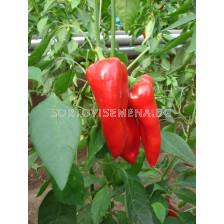 Семена пипер ФЕРАРО /капия/ - 1000 с.