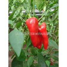 Семена пипер ФЕРАРО /капия/ - 1000 с.