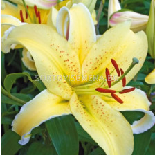 Лилиум Gold Fever/ Lilium oriental 'Gold Fever' - 1 бр.