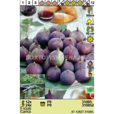 Смокиня  - 1 бр