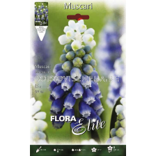 Мускари (Muscari) Touch of Snow - 1бр