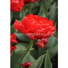 Лале Double Late Miranda