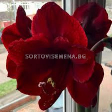 Амарилис /Hippeastrum 'Royal Velvet'/- 1 бр