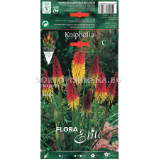Факелна лилия - Kniphofia uvaria (1 оп. - 3 бр.)