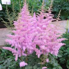 Астилбе / Astilbe Eden's Odysee / 1 бр