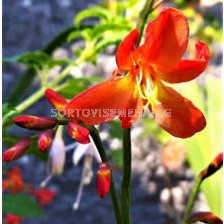 Крокосмия /Crocosmia 'Princess'/