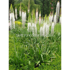 Еремурус Робустус /Eremurus robustus /