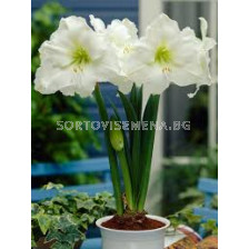 Амарилис Монт Бланк / Hippeastrum galaxy "Mont Blanc "/ 1 бр