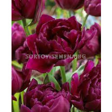 Лале /Tulip Showcase/ Double 11/12