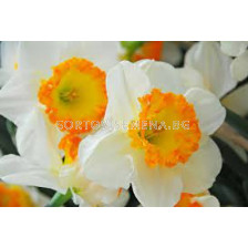 Нарцис /Narcissi  'Accent'/ 1 бр
