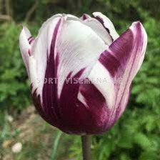 Лале /Tulip 'Flaming Prince'/ 1 бр