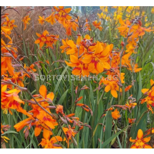Крокосмия / Crocosmia 'Fireglow' / 1 бр