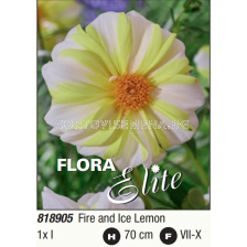 Далия Fire and Ice Lemon/ Dahlia mignon-1 брой