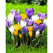 Минзухари микс - 50 бр.