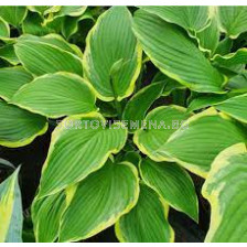 Хоста /HOSTA YELLOW RIVER/ 1 бр 