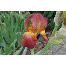Ирис /Iris Germanica Red / Yellow/ 1 оп-1 бр