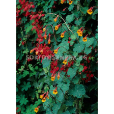 Тропеолум / Tropeaolum 'Ken. Aslet' / 1 бр