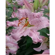 Лилиум - Lilium oriental 'Curly Sue' - 1 бр