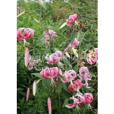 Лилиум - Lilium species var. rubrum 'Uchida' - 1 бр