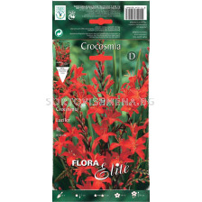 Крокосмия Луцифер - Crocosmia  Lucifer