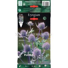 Морска падуба - Eryngium Planum