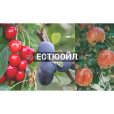 Естюойл