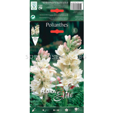 Тубероза - Polianthes tuberosa The Pearl (1 оп.- 3 бр.)