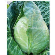 Семена островърхо зеле Кейп Хорн 1 Sakata -1 000 сем