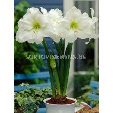 Амарилис Монт Бланк / Hippeastrum galaxy "Mont Blanc "/ 1 бр