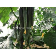 Семена Краставици BAHIA F1 -1000 сем