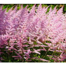 Астилбе Finale CHINENSIS ASTILBE Finale - 1 бр.