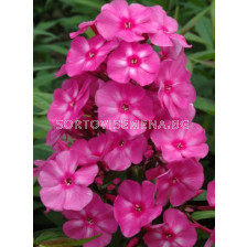 Флокс Розов - Phlox pink