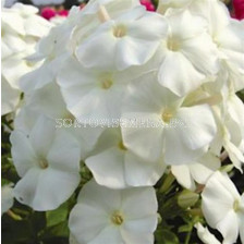 Флокс - Phlox Pina Colada - 1 бр