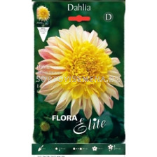 Далия ниска (Dahlia) Polka