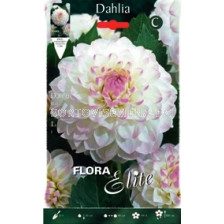 далия Eveline - dahlia Eveline