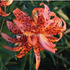 Лилиум/ LANCIFOLIUM LILIUM Florе Plenо 14/16 - 1 бр.