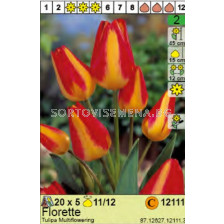Лале/ Tulipa Florette - Пакет: 1 оп. - 5 бр. 