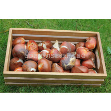 Карта за подарък за Есенни луковици 