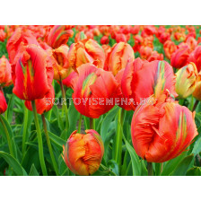 Лале/ Tulip parrot Flower Power - 1 бр.