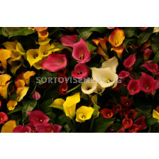 РАЗПРОДАЖБА НА КАЛА - 10 БР.(МИКС) ЗА 25 ЛВ.