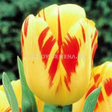 Лале/ Tulip darwin hybrid Olympic Flame - 1 бр.